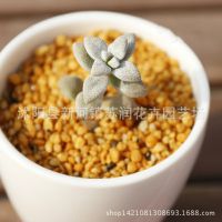 室內(nèi)迷你多肉盆栽 白露/白鷺 桌面觀賞盆栽凈化空氣防輻射吸甲醛