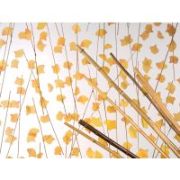 gingko thatch3form֬壬ֱ