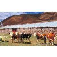 供应寿命达10年以上PE万通板 3mm万通板***格 PE塑料万通板