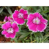 值得信赖的【山东青州石竹价格种植基地】