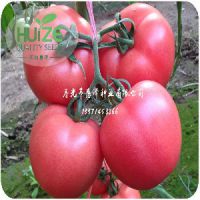 番茄种苗价格——价位合理的耐寒番茄种子潍坊哪里有