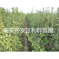 1ױǮ һ׸߱ 1ϱǮ 1ױ۸