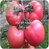 西红柿种子价格|价格合理的抗TY病毒番茄种子惠泽种业