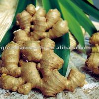 ӦChinese ginger