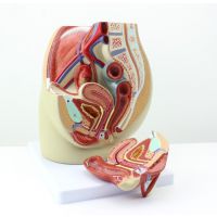 ENOVO*** 女性盆腔解剖模型 生殖泌尿子宫模型 女性骨盆医用教具