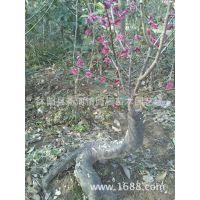 [***]  精品树桩 造型梅花 树桩盆景