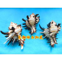 天然海螺贝壳工艺品 大海螺***批发 创意礼品家居装饰旅游纪念品