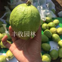 ƽ ϰ෬ʯ 鹩Ӧʯ15777793411