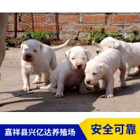 嘉祥县兴亿达小型杜高犬狩猎犬养殖场报价