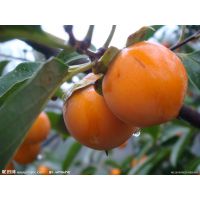 基地批发供应柿子树成苗富有甜柿次郎甜柿牛心柿子苗 价格 厂家 中国供应商