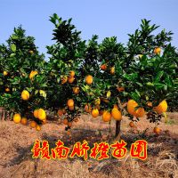 湖南紐荷爾臍橙苗 湖北秭歸長紅臍橙苗 四川橙子樹苗嫁接果苗基地