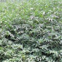 大红袍花椒苗 [40 50 60 公分]规格 量大优惠 质量优 规格 花椒苗品种