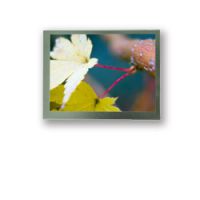 5Һ ̫ PD050VL1صDVDʾ  ȫԭװֻ