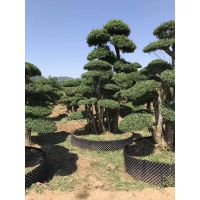 京山市孙桥镇春满园苗木种植专业合作社