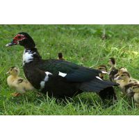 内蒙古通辽市科尔沁禽业有限公司