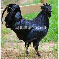 ڼ硢ºڼ̿ǵ硢̺ڼ