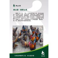 兴平土鸡苗，长期供应秦山源土鸡苗、脱温鸡苗