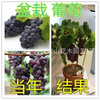 盆栽葡萄树苗 盆景葡萄苗 优无核巨峰 当年结果 家园葡萄果苗批发