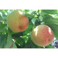 水蜜桃的功效 水蜜桃的营养价值有哪些 宝奇供