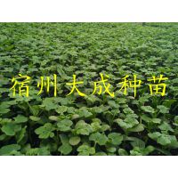 8424ϼ޽