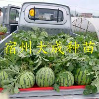 8424ϼ޽