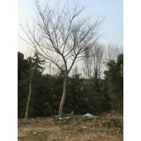 【江苏10公分朴树】多少钱一棵?@【南京丛生朴树】苗价格