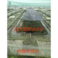 龙虾种苗，提供技术，技术上门指导