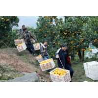 湖北蜜橘皮细、皮薄 、酸甜可口