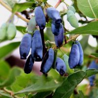 供应鲜果品种树莓、黑加仑、灯笼果、蓝莓及果酱、果酒​‌‌