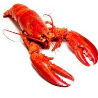ôϺ˽ڹڱô
