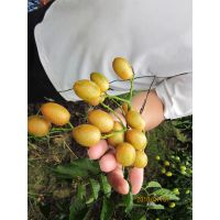 Ƥ 13457775554 ޺˻Ƥ ǩͬ ɵ