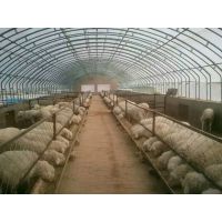 新型养殖大棚畜牧温室大棚骨架镀锌配件价格低质量高