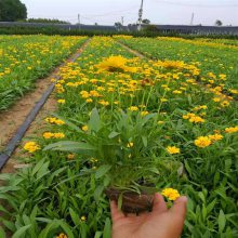 山东大花金鸡菊批发基地丨价格