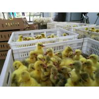 鹅苗供应,河南鹅苗价格,哪里有卖鹅苗的,南阳鹅苗孵化批发基地