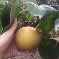 ɽƷ෽  ״ ۸