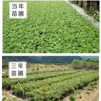 基地供应嘉宝果树苗 嘉宝果树苗的种植栽培技术