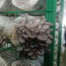 工厂化食用菌网格架,河北安平蘑菇网格片厂家