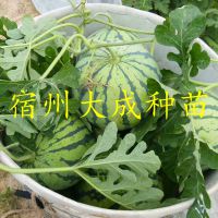 8424ϼ޽