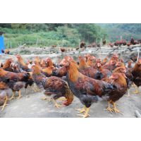正宗高山散养献鸡阉鸡正宗走地鸡笨鸡大公鸡新鲜土鸡