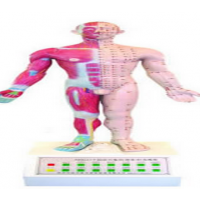 綯ʮģ