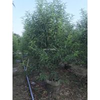 江苏碧桃冠幅2米，江苏碧桃行道树