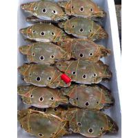 厂价批发冷冻100/150,150/200,200/300好这味红膏三点蟹，红膏蟹，红母，膏多肉肥