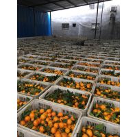 湖北蜜橘皮细、皮薄 、酸甜可口