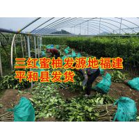 想种植红肉蜜柚苗就到福建平和基地引进果苗