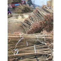 蜂糖李李子苗、蜂糖李李子树苗、蜂糖李李子树苗价格多少