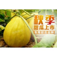 秋季上市的专用甜瓜品种