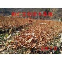 ζ硿ζС硿ζ۸