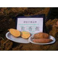 ȷ㽶鱨 ӱ㽶