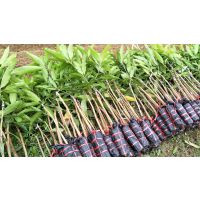 【2018大量批发芒果杯苗】|地苗 嫁接苗各种规格|金煌芒澳芒|桂七芒|凯特芒|金兴芒|象牙芒|台农