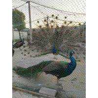 提供孔雀疾病***技术